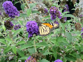 Griffin Blie Butterfly Bush