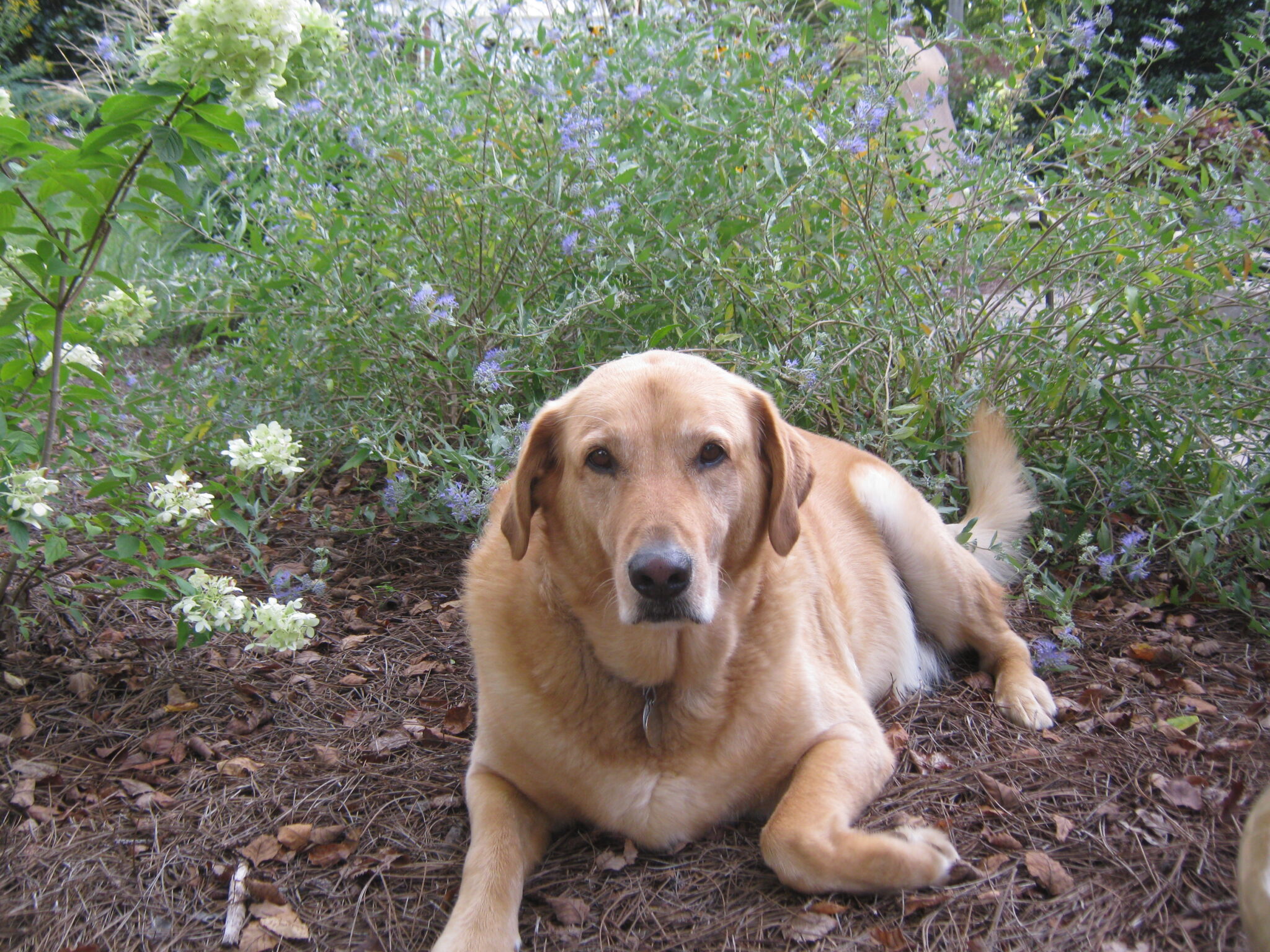 Home Beaver Creek Nursery
