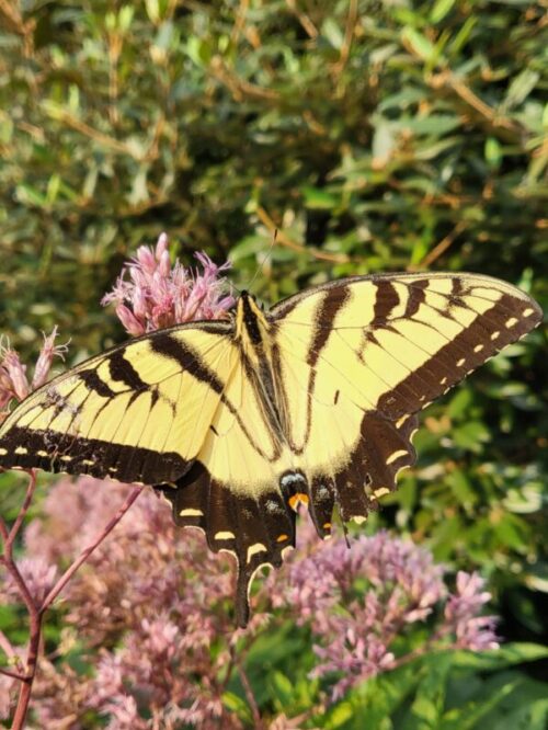 Monarch on Joe Pye Weed