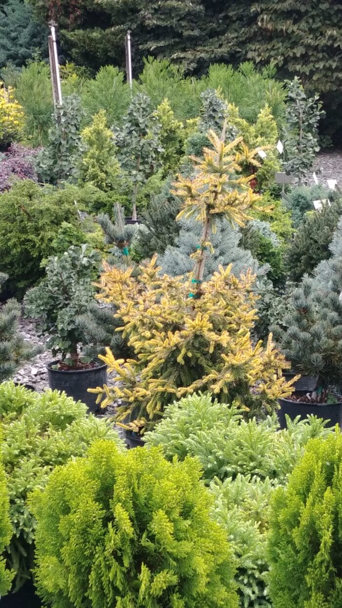 Nursery Beaver Creek Nursery