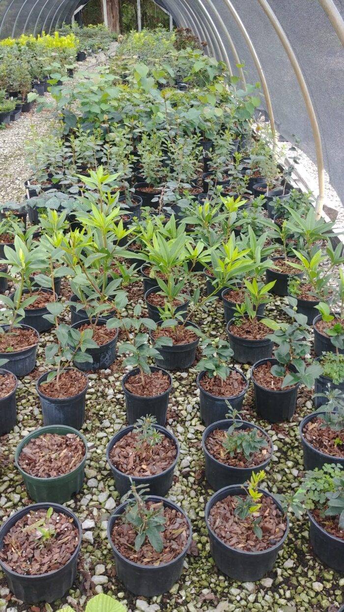 Nursery Beaver Creek Nursery