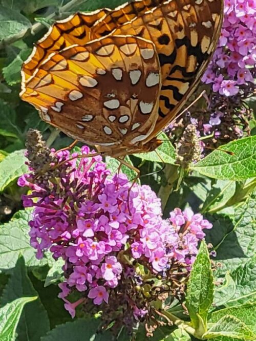 Chrysalis Pink Butterfly Bush