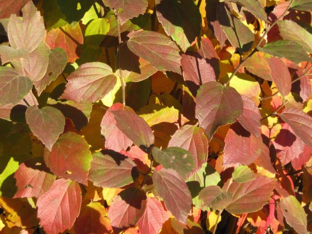 Fothergilla gardenii in Fall