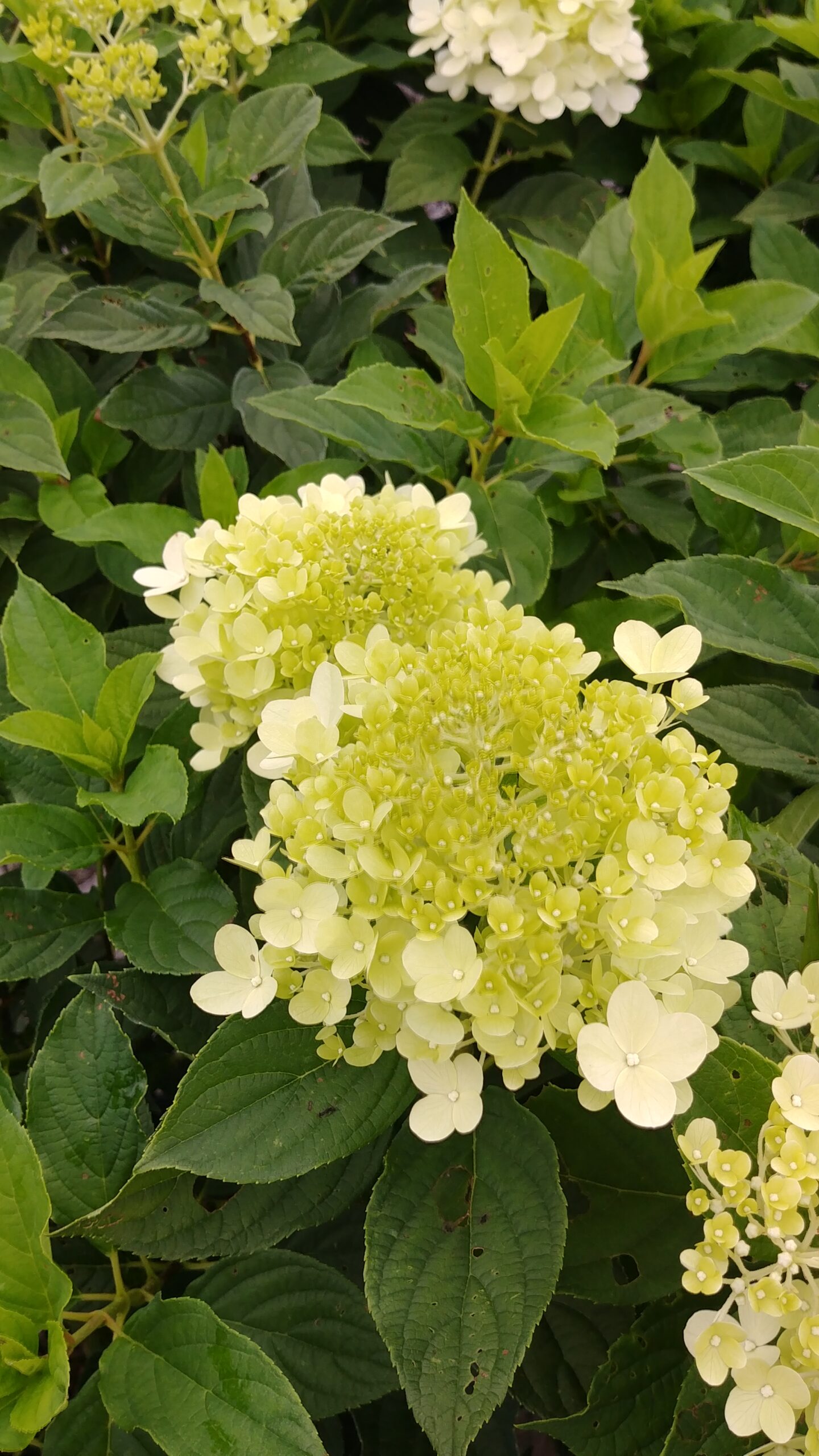 Lime Light Hydrangea