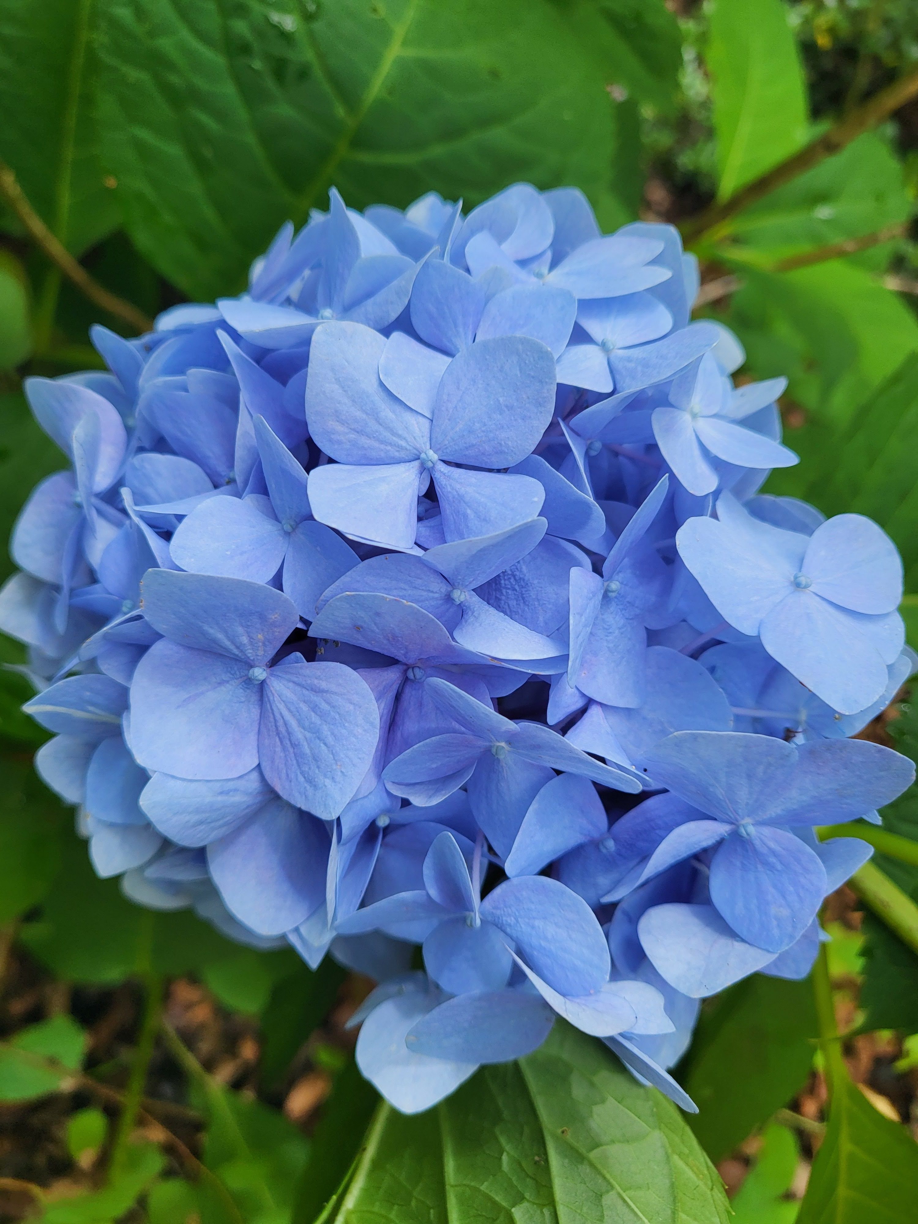 All Summer Beauty Mophead Hydrangea