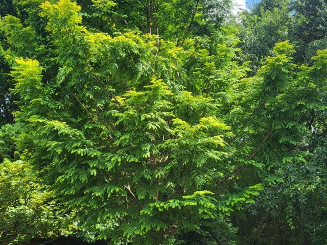 Amber Glow Dawn Redwood
