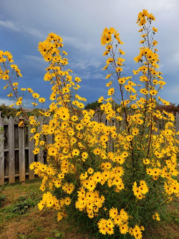 Helianthus simulans var. angustifolius