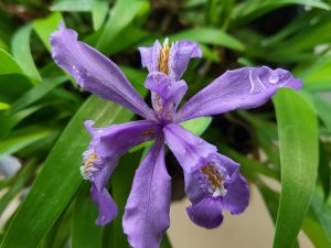 Dwarf Crested Iris