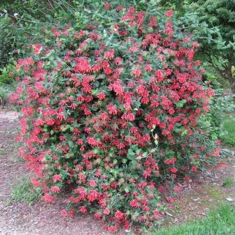 AlabamaCrimsonHoneysuckleweb Alabama Crimson Honeysuckle